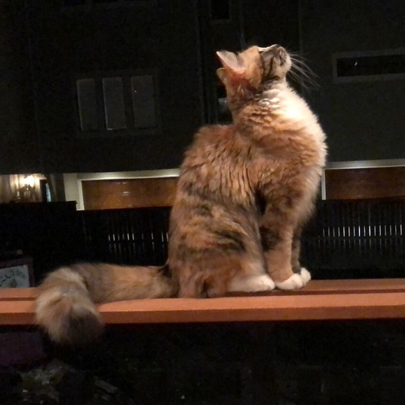 Meet your Posher, Susan - Picture 1 of 1